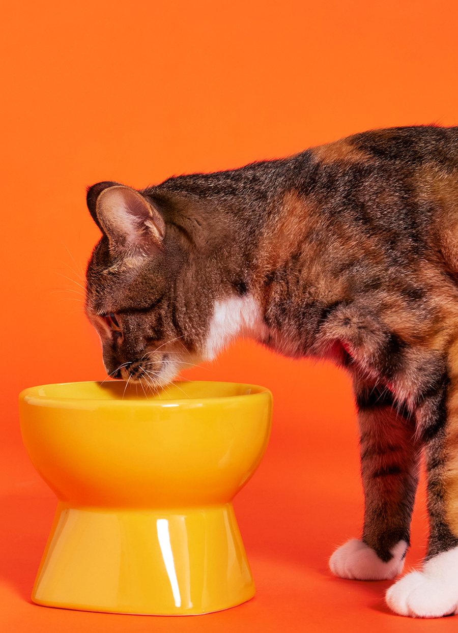 黄色いフードボウルでごはんを食べるねこ