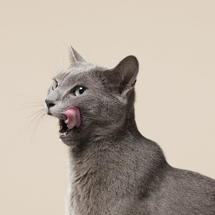 ごはんを食べて舌なめずりするねこ