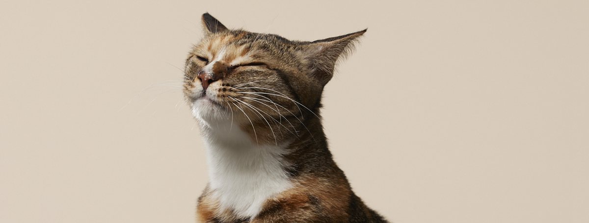 満足そうに目を細めるねこ
